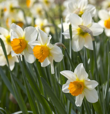 Daffodil Pink Pride Spring Planting Bulb 16 Pack - Size: 22 X 16 X 4Cm - Wilko Multi Thompson And Morgan - Image 4