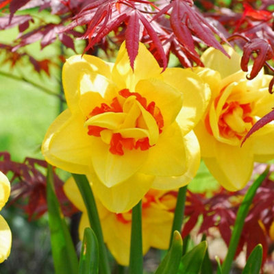 Daffodil Raffles 32 Bulbs – Double White and Yellow Blooms by T&M - Image 5