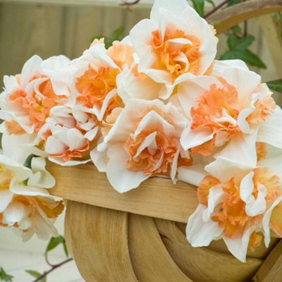 Thompson and Morgan Daffodil Replete Improved Spring Planting Bulbs, Pink and White Double Blooms, 8 Pack - Image 4
