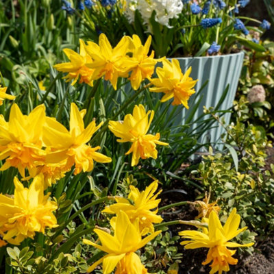 Thompson and Morgan Daffodil Rip Van Winkle Spring Planting Bulbs 20 Pack Golden Double Blooms for Garden Borders and Containers - Image 4