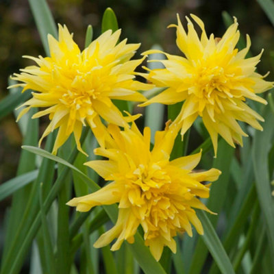 Thompson & Morgan Daffodil Rip Van Winkle 80 Bulbs Yellow 1.3kg - Image 4
