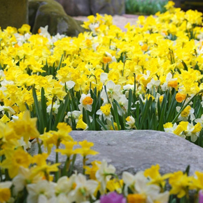 Thompson And Morgan Daffodil Rockgarden Mixed Spring Planting Bulb 20 Pack - Image 4