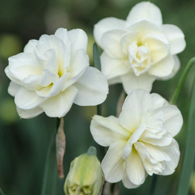 Daffodil Rose Of May Improved Spring Planting Bulb 8 Pack Thompson And Morgan - Image 4