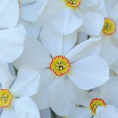 Thompson & Morgan - Narcissus Sagana Daffodil Bulbs - 16 Pack - White - Image 4