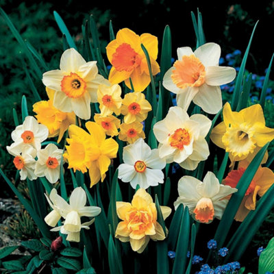 Thompson & Morgan - Daffodil Spring Flowering Mix - 40 Bulbs - Image 4