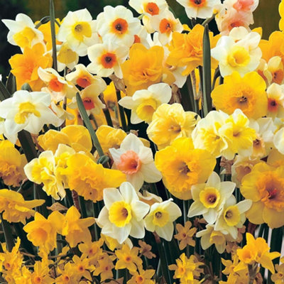 Thompson and Morgan Daffodil Sweet Aroma Mixed Spring Bulbs 16 Pack - Image 4