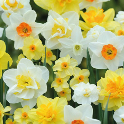 Thompson And Morgan Daffodil Mixed Collection Spring Planting Bulb 16 Pack - Image 4