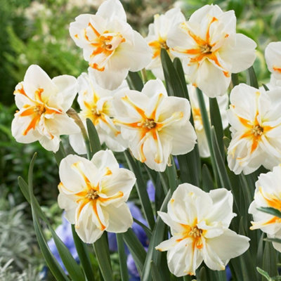 Thompson And Morgan Trepolo Daffodil Autumn Planting Bulb 6 Pack - Image 4