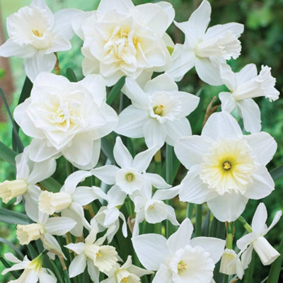 Thompson and Morgan Daffodil White Diamonds Mixture Autumn Planting Bulbs 8 Pack for Spring Gardens - Image 4