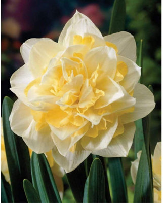 Thompson & Morgan - Daffodil White Lion - 32 Bulbs - White - Image 4