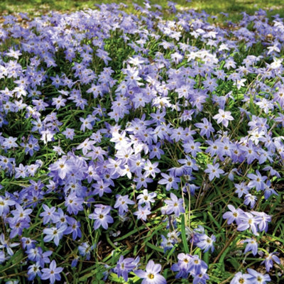 Thompson & Morgan Thompson And Morgan Ipheion Mix 20 Bulbs, Multi - Image 4