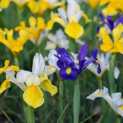 Thompson and Morgan Iris Dutch Mixed Bulbs 160 Pack for Spring Planting in Borders and Containers - Image 4