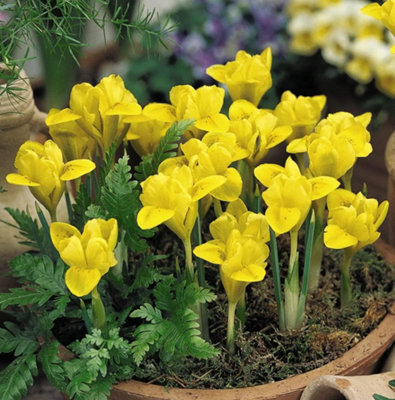 Thompson And Morgan Iris Dwarf Danfordiae Autumn Planting Bulb 160 Pack - Image 4