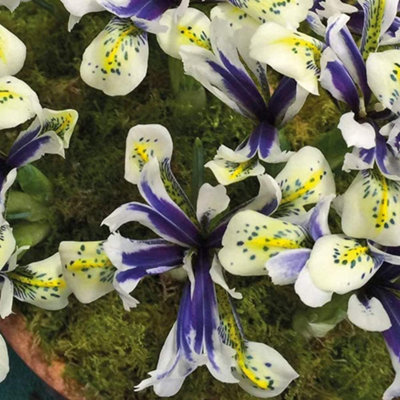 Iris Eyecatcher Spring Planting Bulb 16 Pack - Size: 22 X 16 X 4Cm - Wilko Multi Thompson And Morgan - Image 4