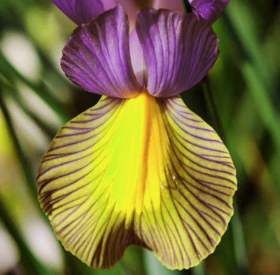 Iris Picasso Autumn Planting Bulb 16 Pack Purple/Gold Thompson And Morgan - Image 4
