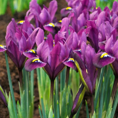 Iris Reticulata Hill Autumn Planting Bulb 80 Pack Purple Thompson And Morgan - Image 4