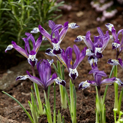 Iris Reticulata Spot On Autumn Planting Bulb 32 Pack Purple/Yellow/Light Thompson And Morgan - Image 4