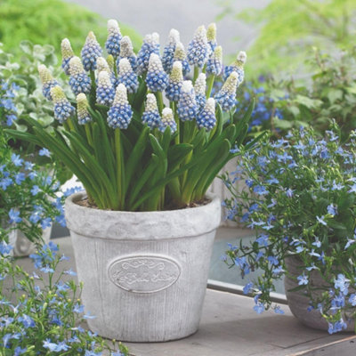Thompson & Morgan Thompson And Morgan Muscari Mountain Lady 32 Bulbs Inc:, Blue - Image 4