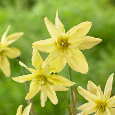 Narcissus Viridi Double Autumn Planting Bulb 8 Pack Yellow/Light Thompson And Morgan - Image 4