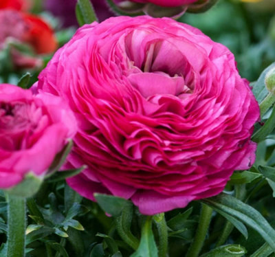 Thompson And Morgan Pink Ranunculus Autumn Planting Bulb 8 Pack - Image 5