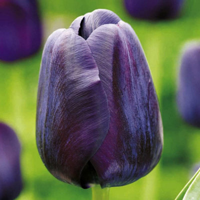 Thompson & Morgan Thompson And Morgan Tulip Bulbs Paul Scherer 8 Bulbs, Purple - Image 4