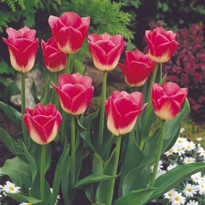 Thompson & Morgan - Tulip Dynasty Bulbs - Pink - 8 Pack - Image 4