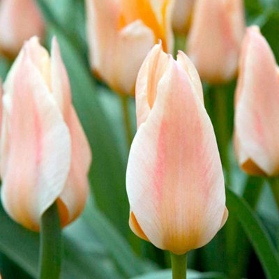 Thompson And Morgan Tulip Fur Elise Planting Bulb 8 Pack - Image 4