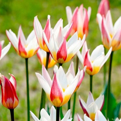 Thompson And Morgan Tulip Ice Stick Planting Bulb 16 Pack - Image 4