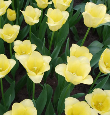 Tulip Mid World Friendship Planting Bulb 32 Pack Thompson And Morgan - Image 4