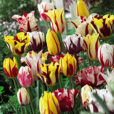 Thompson And Morgan Tulip Rembrandt Mixed Planting Bulb 32 Pack - Image 4