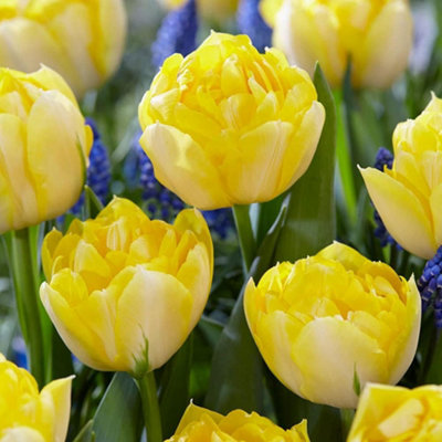 Thompson And Morgan Tulip Secret Perfume Planting Bulb 8 Pack - Image 4