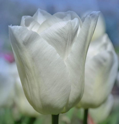 Thompson & Morgan - Tulip Single Early White Prince - 8 Bulbs - White - Image 4