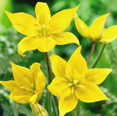B&Q - Tulip Woodland Tulip 8 BulbsSpring Flowering Hardy Garden Bulbs For Outdoor PlantingThompson & Morgan