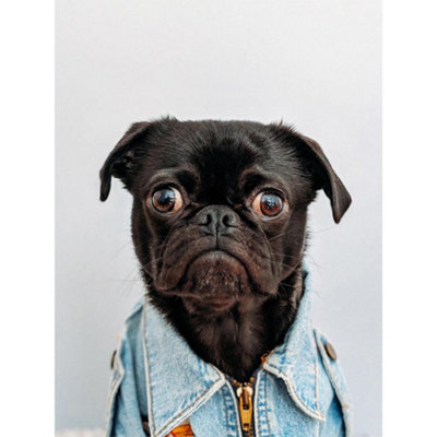 B&Q -  Unframed Wall Art Deluvio Pug Puppy Dog Jacket12X16 Inch