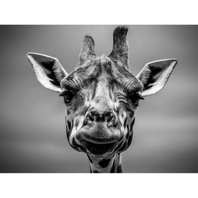 Artery8 Unframed Wall Art Furlan Giraffe Head Face12X16 Inch from B&Q