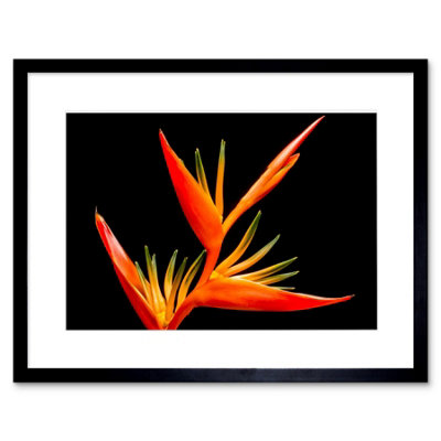 Artery8 Wall Art Print Bird Of Paradise Flower Framed 9X7 Inch from B&Q