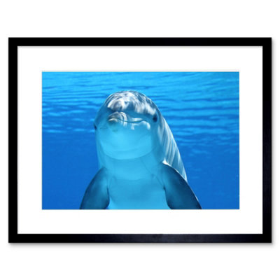Artery8 Wall Art Print Bottlenose Dolphin Smiling Framed 9X7 Inch from B&Q