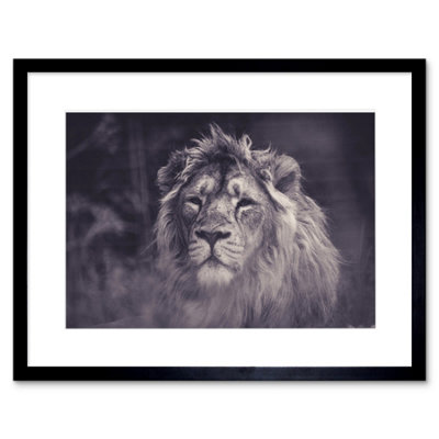 Artery8 Wall Art Print Bredesen Male African Lion Framed 9X7 Inch from B&Q