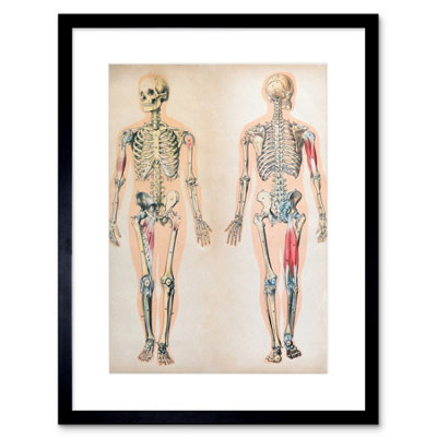 Artery8 Wall Art Print Human Body Anatomy Skeleton Muscles Art Framed 9X7 Inch from B&Q