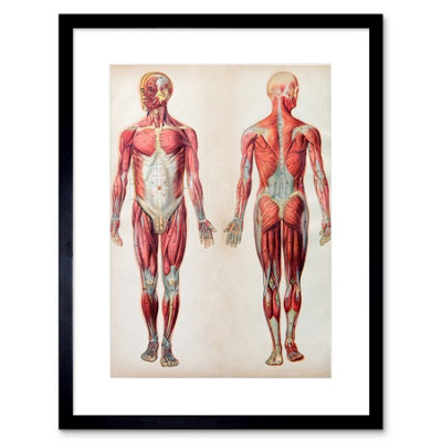 Artery8 Wall Art Print Human Body Anatomy Muscles Art Framed 9X7 Inch from B&Q