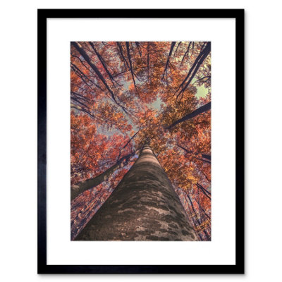 Artery8 Wall Art Print Birch Forest In Autumn Art Framed 9X7 Inch from B&Q