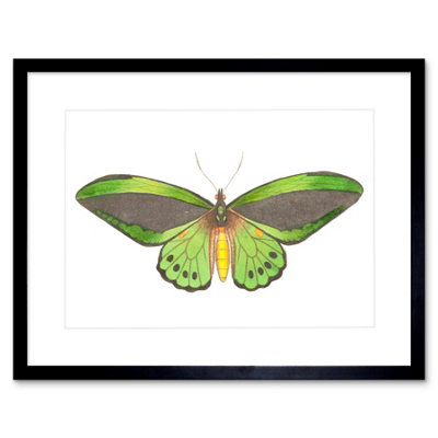 Artery8 Wall Art Print Butterfly Green Art Framed 9X7 Inch from B&Q