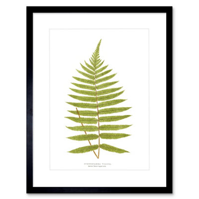 Artery8 Wall Art Print Fern Gymnogramma Villosa Art Framed 9X7 Inch from B&Q