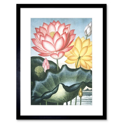 Artery8 Wall Art Print Flowers Lotus Sacred Egyptian Bean Art Framed 9X7 Inch from B&Q