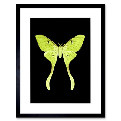 Artery8 Wall Art Print Green Luna Moth Art Framed 9X7 Inch from B&Q