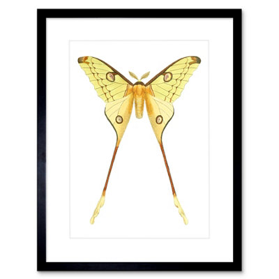 Artery8 Wall Art Print Moth Yellow Art Framed 9X7 Inch from B&Q