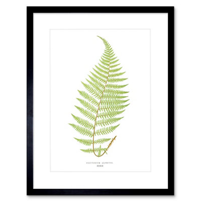 Artery8 Wall Art Print Fern Polypodium Alpestre Art Framed 9X7 Inch from B&Q