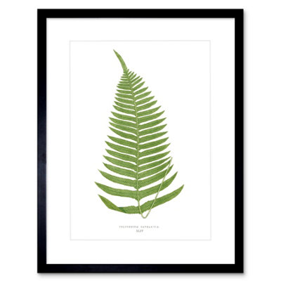 Artery8 Wall Art Print Fern Polypodium Catharinae Art Framed 9X7 Inch from B&Q