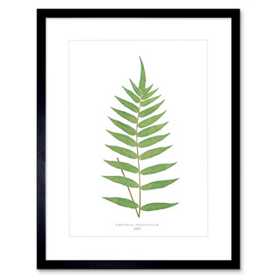 Artery8 Wall Art Print Fern Polypodium Fraxinifolium Art Framed 9X7 Inch from B&Q