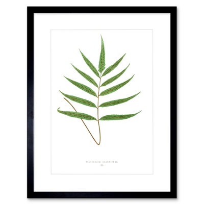 Artery8 Wall Art Print Fern Polypodium Grandidens Art Framed 9X7 Inch from B&Q